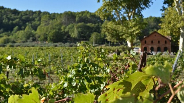 Vignes du domaine