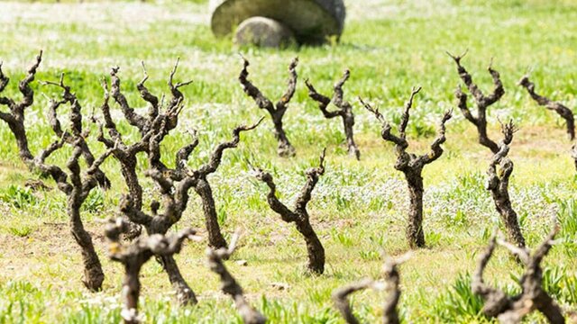 Pieds de vignes