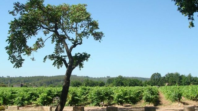 Vue sur les vignes